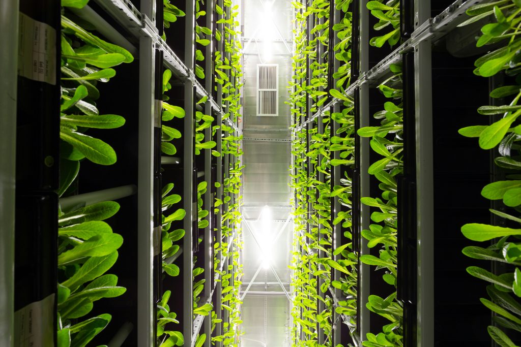 Green website hosting